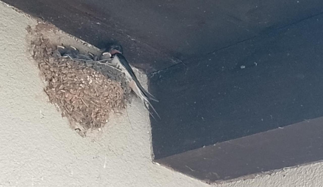 فيلا Haus Stepcich بلومين المظهر الخارجي الصورة